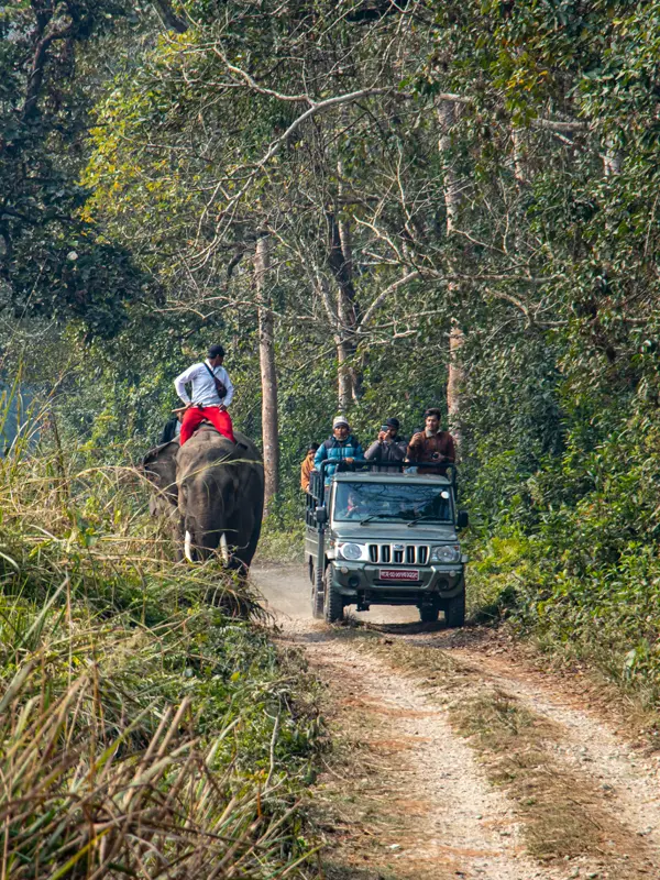 Jungle Safari Tours