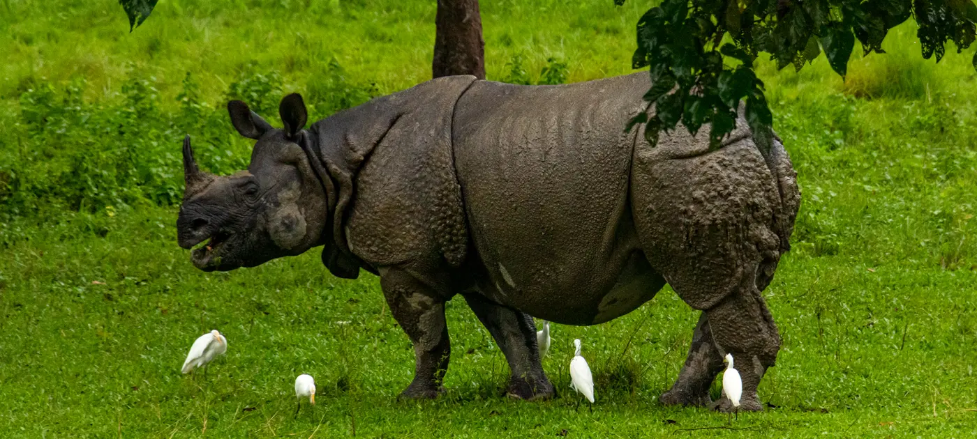 Jungle Safari Tours
