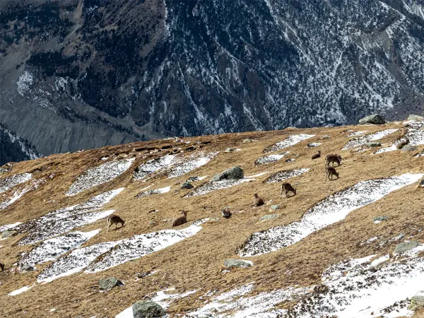 Blue Sheep Annapurna Circuit Trek