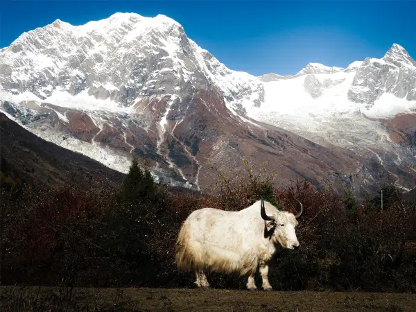 Yak Manaslu Circuit Trek