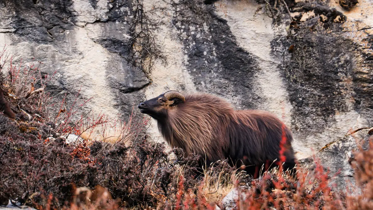 chola pass trek mountain goat