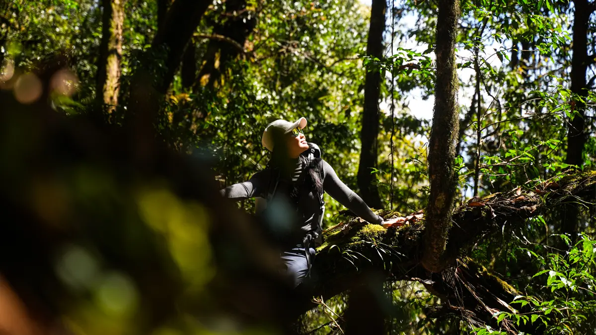 mardi himal trek forest trail